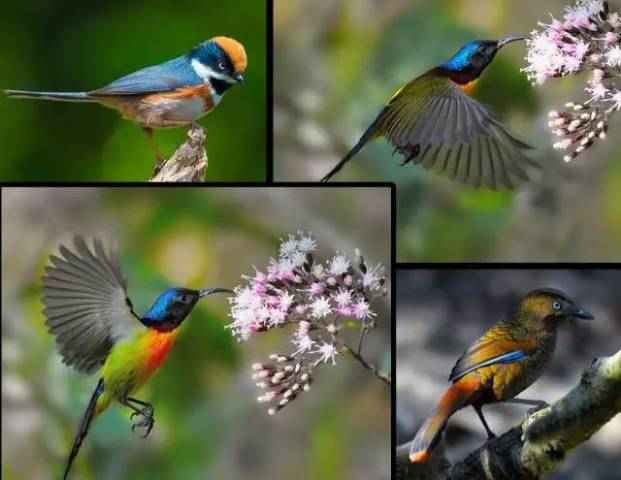 最新鸟视频观察解析,深度探讨背后的意义与个人观点(11月8日更新)