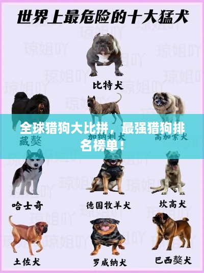 全球猎狗大比拼，最强猎狗排名榜单！